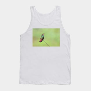 Rufous-tailed hummingbird – Costa Rica Tank Top